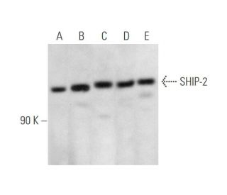 SHIP-2 Antibody (B-9) - Western Blotting - Image 344566 