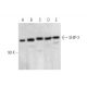 SHIP-2 Antibody (B-9) - Western Blotting - Image 344566 
