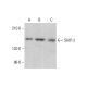 SHIP-2 Antibody (B-9) - Western Blotting - Image 382055