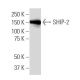 SHIP-2 Antibody (Z-16) - Western Blotting - Image 33763