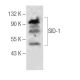 SID-1 Antibody (F-12) - Western Blotting - Image 285160 