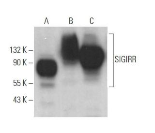SIGIRR Antibody (A-4) - Western Blotting - Image 371140 
