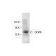 SIGIRR Antibody (D-2) - Western Blotting - Image 142725