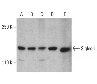 Siglec-1 Antibody (B-1) - Western Blotting - Image 401532 