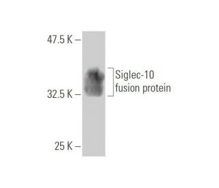 Siglec-10 Antibody (1D11) - Western Blotting - Image 350316