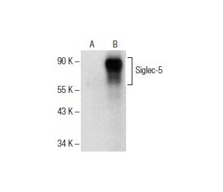 Siglec-5/14 Antibody (C-2) - Western Blotting - Image 151664