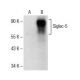 Siglec-5/14 Antibody (C-2) - Western Blotting - Image 151664