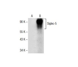 Siglec-5/14 Antibody (E-1) - Western Blotting - Image 151666 