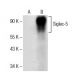 Siglec-5/14 Antibody (E-1) - Western Blotting - Image 151666 