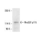 Siglec-5/14 Antibody (E-1) - Western Blotting - Image 411882
