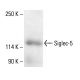 Siglec-5 Antibody (H-7) - Western Blotting - Image 411251