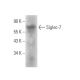 Siglec-7 Antibody (A-7) - Western Blotting - Image 372902