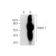 Siglec-7 Antibody (F-2) - Western Blotting - Image 301480