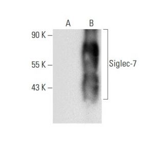 Siglec-7 Antibody (H-2) - Western Blotting - Image 303395 