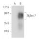 Siglec-7 Antibody (H-2) - Western Blotting - Image 388993 