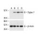 Siglec-7 Antibody (H-2) - Western Blotting - Image 411813