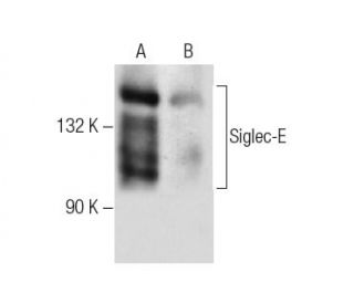 Siglec-E Antibody (F-7) - Western Blotting - Image 285020