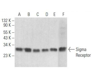 Sigma Receptor Antibody (F-5) - Western Blotting - Image 354441 