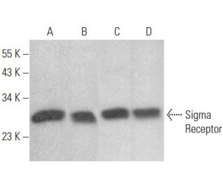 Sigma Receptor Antibody (B-5) - Western Blotting - Image 354442