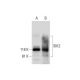SIK2 Antibody (B-12) - Western Blotting - Image 294113 