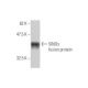 SIM2s Antibody (3E6) - Western Blotting - Image 348841