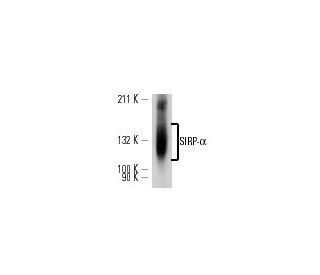 SIRP-&alpha; Antibody (OX41) - Western Blotting - Image 13643
