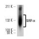SIRP-α Antibody (OX41) - Western Blotting - Image 13643