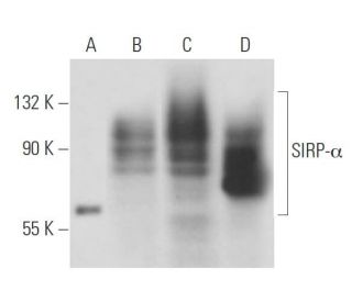SIRP-&alpha; Antibody (SE7C2) - Western Blotting - Image 15722 