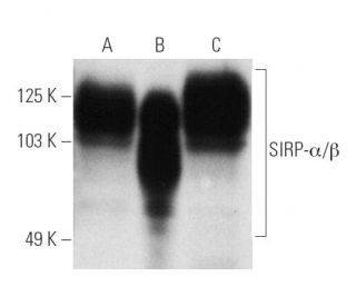 SIRP-&alpha;/&beta; Antibody (A-1) - Western Blotting - Image 3594 