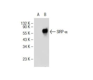 SIRP-α/β1 Antibody (C-8) - Western Blotting - Image 146895