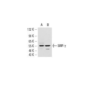 SIRP-&gamma; Antibody (OX117) - Western Blotting - Image 13893 