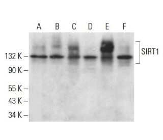 SIRT1 Antibody (B-7) - Western Blotting - Image 379043 