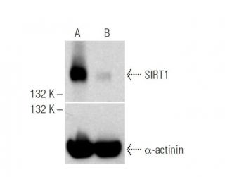 SIRT1 CRISPR/Cas9 KO Plasmid transfected: sc-400085. Western blot analysis of human SIRT1 CRISPR/Cas9 KO Plasmid expressio 