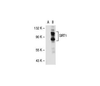 SIRT1 (B-7): sc-74465. Western blot analysis of SIRT1 expression in...
