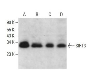 SIRT3 Antibody (F-10) - Western Blotting - Image 379190 
