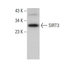 SIRT3 Antibody (F-10) - Western Blotting - Image 379189Each CRISPR/Cas9 Knockout (KO) Plasmid product consists of a pool of 3 plasmids designed to ensure identification and cleavage of a specific gene for maximum knockout efficiency. Each plasmid encodes a unique 20 nt sequence derived from the GeCKO (v2) library.