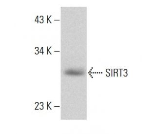 SIRT3 Antibody (F-10) - Western Blotting - Image 364786