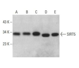 SIRT5 Antibody (G-2) - Western Blotting - Image 381141