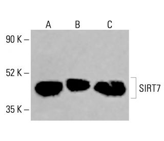 SIRT7 Antibody (C-3) - Western Blotting - Image 414273