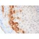 Siva Antibody (F-1) - Immunohistochemistry - Image 286292 