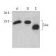 Siva Antibody (F-1) - Western Blotting - Image 375476 