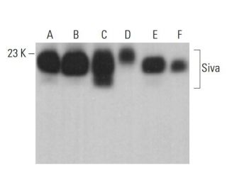 Siva Antibody (H-9) - Western Blotting - Image 375475