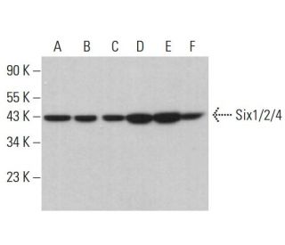 Six1/2/4 Antibody (E-11) - Western Blotting - Image 382304 