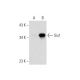Six1 Antibody (B-8) - Western Blotting - Image 319282
