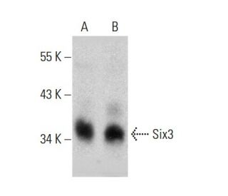 Six3 Antibody (G-7) - Western Blotting - Image 384489 
