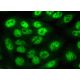 Six4 Antibody (D-5) - Immunofluorescence - Image 377938 