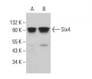 Six4 Antibody (D-5) - Western Blotting - Image 381382 