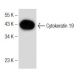 Cytokeratin 19 Antibody (B-1) - Western Blotting - Image 150873