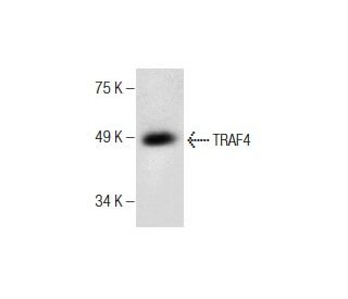 TRAF4 Antibody (B-9) - Western Blotting - Image 286930 
