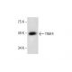 TRAF4 Antibody (B-9) - Western Blotting - Image 286930 